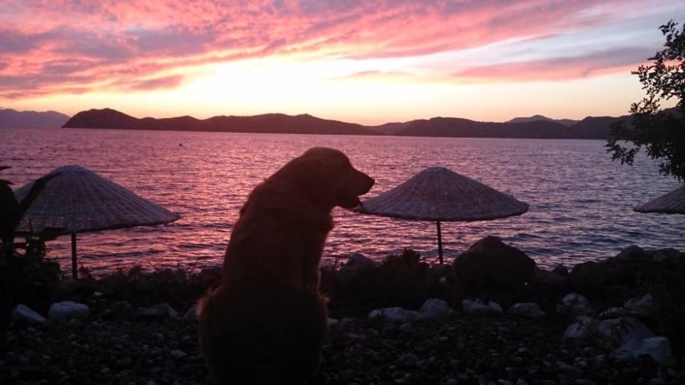 Hotel Mavi Akvaryum Pension Sogut  Esterno foto